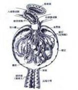 肾脏内科学【第一篇】